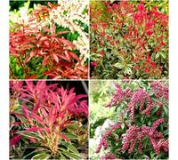 GrowOn Shrubs (X4) Pieris Japonica Collection Evergreen Garden Shrubs (9Cm Pots)