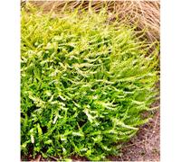 GrowOn Shrubs (X4) Scottish Heather Calluna Vulgaris 'beoley Gold' Evergreen Garden Shrubs (9Cm Pots)