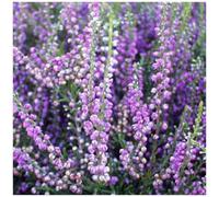 GrowOn Shrubs (X4) Scottish Heather Calluna Vulgaris 'easter Bonfire' Evergreen Garden Shrubs (9Cm Pots)