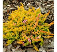 GrowOn Shrubs (X4) Scottish Heather Calluna Vulgaris 'robert Chapman' Evergreen Garden Shrubs (9Cm Pots)