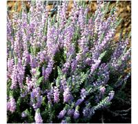 GrowOn Shrubs (X4) Scottish Heather Calluna Vulgaris 'silver Knight' Evergreen Garden Shrubs (9Cm Pots)