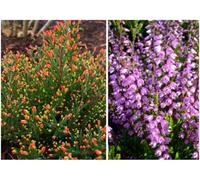 GrowOn Shrubs (X4) Scottish Heather Calluna Vulgaris 'spring Torch' Evergreen Garden Shrubs (9Cm Pots)