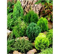 GrowOn Shrubs (X8) Dwarf Conifer Collection Evergreen Garden Shrubs (9Cm Pots)