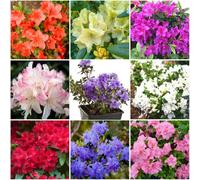 GrowOn Shrubs (X8) Dwarf Rhododendron And Japanese Azalea Collection Evergreen Garden Shrubs (9Cm Pots)