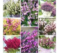 GrowOn Shrubs (X8) Winter Heather Erica Darleyensis Collection Evergreen Garden Shrubs (9Cm Pots)