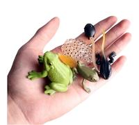 Growth Stage Life Cycle of a Frog - Life-Like Model Set, Realistic Animal Figures | Educational Teaching Aid, Material Feature, Fun Interactive Learning Structure Product Kids Education Part