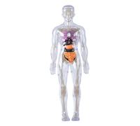 Grtheenumb Human Anatomy|Human Body Model for Kids Detachable Visualized 3D Anatomy Model Enlightenment Science Toys Cultivates Explore Curiosity Hands-On Skills, Luminous