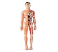 Grtheenumb Human Anatomy, Human Body Model for Kids Detachable Visualized 3D Anatomy Model Enlightenment Science Toys Cultivates Explore Curiosity Hands-On Skills, Semi-Transparent