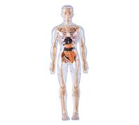 Grtheenumb Human Body for Kids, Human Body Model for Kids Detachable Visualized 3D Anatomy Model Enlightenment Science Toys Cultivates Explore Curiosity Hands-On Skills, Fully Transparent