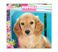 Grupo Erik Wall Calendar 2026 - Dog Calendar 2026 | Square 30 x 30 cm - 12 x 12 inches Wall Planner, Family Planner Month To View | Gifts For Dog Lovers, Gifts For Friends