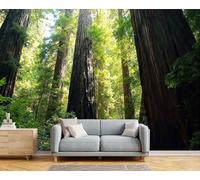 GSAEIMCT 3D Black Green Sunshine Redwood Forest Panoramic Wallpaper Mural,450X300Cm Silk Wall Mural with Spectacular Nature,High-Resolution Print,Wall Décor for Living Room,Bedroom Or Dining Area