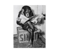 GSBRSNTS 5D DIY Diamond Painting kit,Chimpanzee Reading Newspaper,Round Resin Diamond Cross Stitch, Home Decoration Gift(30 x 40 cm/11.81 x 15.74 inches)-D26