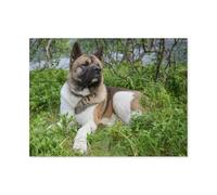 GSBRSNTS Diamond Painting，American Akita Dog，Round Full Drill Acrylic Embroidery Cross Stitch Arts Craft Canvas Supply for Home Wall Decor Adults and Kids(40 x 50 cm/15.74 x 19.68 inches)-F11