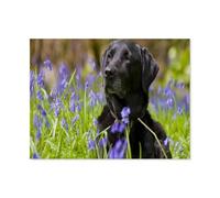 GSBRSNTS DIY 5D Diamond Painting Kits，Black Labrador Puppy Under Flowers，Diamond Painting for Beginner Adults Rhinestone Numbered Diamond Arts Home Wall Decor（50 x 60 cm/19.68 x 23.62 inches）-B10