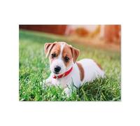 GSBRSNTS DIY Diamond Painting，Jack Russell Terrier Animal Dog，Cross Stitch Full Drill 5D Embroidery Mosaic Wall Decor Art（50 x 60 cm/19.68 x 23.62 inches）-B16