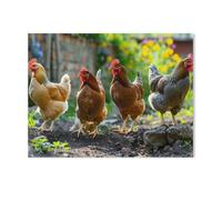 GSBRSNTS Easy Paint by Numbers for Adults Beginners，A Group of Lively Chickens，Paint by Number Kit On Canvas for Adults New Painters's Gift DIY Gifts(40x50cm-Z99