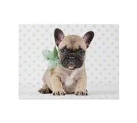 GSBRSNTS Easy Paint by Numbers for Adults Beginners，Puppy to Fall in Love with The French Bulldog Puppy，Paint by Number Kit On Canvas for Adults New Painters's Gift DIY Gifts（30x40cm）-AO41