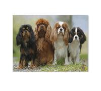 GSBRSNTS Paint by Numbers，Cavalier King Charles Spaniel Animal，Landscape Kit for Adults Beginner DIY Oil Painting(50x60cm-H2
