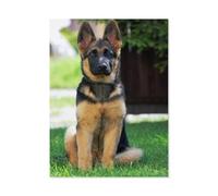 GSBRSNTS Paint by Numbers for Adults Beginner，German Shepherd, Animal，DIY Oil Painting Kit on Canvas with Paintbrushes and Acrylic Pigment, Arts Craft for Home Wall Decor(40x50cm-H6