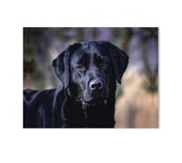 GSBRSNTS Paint by Numbers for Adults,Labrador Retriever,DIY Paint by Numbers Kits for Adults Kids on Canvas with Brushes and Acrylic Pigment Oil Painting Kits Home Decor Gift(50x60cm-AC17