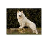 GSBRSNTS White German Shepherd，Diamond Painting Kits for Adults - 5D Diamond Painting Kit Full Drill, Diamond Art Kits for Home Wall Decor（30 x 40 cm/11.81 x 15.74 inches）-E81
