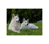 GSBRSNTS White Swiss Shepherd Dog，DIY Paint by Numbers for Adults Beginner, Easy Paint by Numbers for Beginner,Acrylic Watercolor Paint by Number for Kids Gift Decor（30x40cm）-AP21