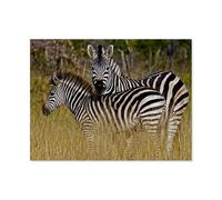 GSBRSNTS Zebra Family, Namibia，DIY Paint by Numbers for Adults Beginner, Easy Paint by Numbers for Beginner,Acrylic Watercolor Paint by Number for Kids Gift Decor（30x40cm）-AR31