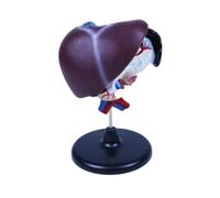 GTGXZX Anatomical Study Human Organ Anatomical Model Human Hepatopancreas And Duodenum Anatomical Human Liver Anatomical Model Tool
