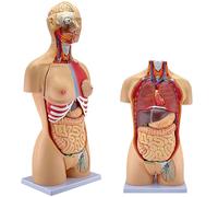 GTHTUHFD 85Cm Amphoteric Human Torso Anatomical Model Skeleton Anatomy Internal Organs Models For Teaching,Detachable 32 Parts,Life Size With Heart Head Skull Brain Skeleton Model