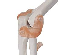 GTHTUHFD Anatomy Model, Human Science Models, Human Elbow Joint, Elbow Joint Ligament Model Tration Model For Patient Education For Medical Educational Training Skeleton Mode