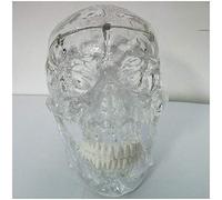 GTHTUHFD Anatomy Model Life Size Human Skull Model - Human Skull Anatomy Model - Removable 3- Part Skull Model - Medical Skull Model Of Human For Study Teaching Skeleton Mod