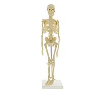 GTHTUHFD Anatomy Model Mini Skeleton 17In Human Skeleton Model For Anatomy Skeleton Human Skeleton Anatomy Skeleton Model 45Cm Skeleton Model
