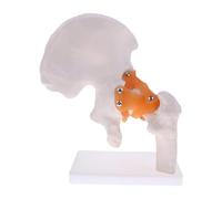 GTHTUHFD Anatomy Skeleton Model, Human Anatomy Model Skeleton Model, Human Hip Bone Model For Medical Educational Training