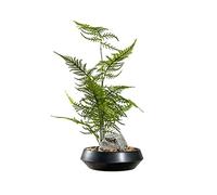 GTHTUHFD Artifical Tree Chinese Artificial Bonsai Simulation Green Plant Bonsai Ornaments Living Room Entrance Cabinet Bamboo Plant Pot Plant With Ceramic Pot Artificial Tree Indo