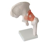 GTHTUHFD Classroom Study Life Size Human Hip Joint Ligament Hip Bone Model Adult Hip Anatomy Model Medical For Teaching Supplies Humans Skeleton