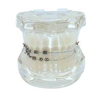 GTHTUHFD Dental Chiropractic Model - Teaching Model For Teeth - Dental Model, Half Ceramic, Half Metal - For Dental Studies - For Teaching Demonstration