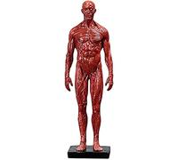 GTHTUHFD Educational Model 11 Inch Human Anatomy Figure - Human Body Musculoskeletal Anatomical Model - Anatomical Skull Body Muscle Bone Resin Model - For Artist Drawing Study
