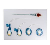 GTHTUHFD Human Sperm Development Process Model 5 Stages Male Reproduction Teaching Model For Medicine Education Training Aid Skeleton Model