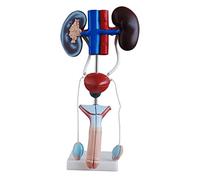 GTHTUHFD Skeleton Model Anatomy Model Male Genitourinary System Model Kidney Human Model Organs Model Models Lifelike Human Organ Model