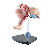 GTHTUHFD Skeleton Model Hand-Painted Human Organ Model Female Reproductive System Model Human Body Model Pvc Material Model For Educational