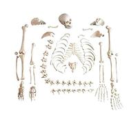 GTHTUHFD Skeleton Model, Human Body Complete Skeleton, 170Cm Human Skeleton Pattern Anatomy Template Medical Skeleton For Loose B1S For Adults Model