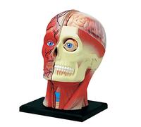 GTHTUHFD Skeleton Model Human Body Model Human Head Model Head And Brain Model Medical Head Brain Neck Section Study Model For Learning Tool