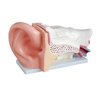 GTHTUHFD Skeleton Model Human Ear Model Anatomy 3D Ear Model 3 Times Enlarged Human Body Model With Display Base Educational Model .99,size_name-42x24cm/16.5x10in