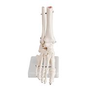 GTHTUHFD Skeleton Model Human Organ Model Life Size Foot And Ankle Model Foot Model Skeleton Bones Human Skeleton Model For Education Tool
