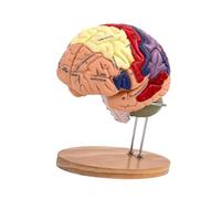 Guangcailun Educational Double Size Enlarged Human Brain Model With Color Coded Sections For Classroom Learning And Teaching Purposes Classroom Study Display Model Detachable 4 Parts