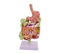 Guangcailun Human Digestive System Stomach Anatomy Model Educational Resource Excellent Tool For Students And Teachers Large Small Intestine Model Anatomy Learning Tool