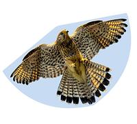 GÜNTHER FLUGSPIELE 1230 - Single Line Dragon Falcon, Approx. 92 x 62 cm, Children's Kite Made of Robust PE Film, for Children from 4 Years, Includes Handle and Kite Cord