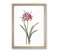 Guernsey Lily By Pierre Joseph Redoute Vintage Framed Print | A2 Oak Framed Wall Art | Ready to Hang | Classic Floral Picture | Living Room Bedroom Lounge Office