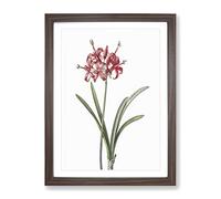 Guernsey Lily By Pierre Joseph Redoute Vintage Framed Print | A3 Walnut Framed Wall Art | Ready to Hang | Classic Floral Picture | Living Room Bedroom Lounge Office
