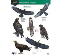 Guide to British Birds of Prey